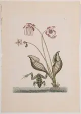 Mark Catesby, Northern Leopard Frog, T.70 from [The Natural History of Carolina, Florida and The Bahama Islands]