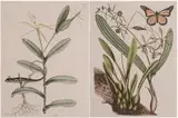 Mark Catesby, The Six-lined Racerunner, T.68, Monarch Butterfly, T.88  two works from [The Natural History of Carolina, Florida and The Bahama Islands]