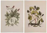 Mark Catesby, Green Anole, T.65, Alligator, T. 63, from [The Natural History of Carolina, Florida and The Bahama Islands]