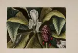 Mark Catesby, [Magnolia, amplissima] (The Umbrella Tree), T.80, accompanied by text, from [The Natural History of Carolina, Florida and The Bahama Islands