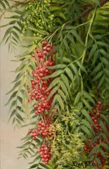 Ellen Burpee Farr, Pepper Tree, oil on canvas board