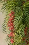 Ellen Burpee Farr, Pepper Tree, oil on canvas board