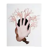 Tim Hawkinson, Untitled 2003, 2003, photographic collage