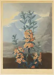Robert John Thornton, The Narrow-Leaved Kalmia, 1804, hand-colored aquatint engraving on paper