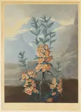 Robert John Thornton, The Narrow-Leaved Kalmia, 1804, hand-colored aquatint engraving on paper