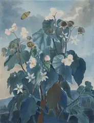 Robert John Thornton, The Oblique-Leaved Begonia, hand-colored aquatint engraving on paper