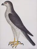 Younger, The Great Bird Book, giclee print on paper