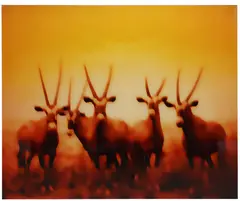 Robert Stivers, Oryx, Photographic print mounted on plexiglass