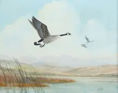 Ron Jenkins, Canada Goose in Flight, oil on canvas