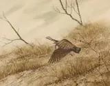 Alberto Meza, Wild Turkey in Flight, watercolor painting on paper
