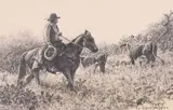 Rick Morris Patterson, Cactus Patch Kids, charcoal drawing on board