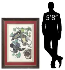 John James Audubon, Summer or Wood Duck/ Anas Sponsa. L., Large framed offset lithograph on paper