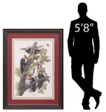 John James Audubon, Pileated Woodpecker/ Picus Pileatus, Large framed offset lithograph on paper