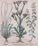 Basil Besler, I. Limonium Syriacum (sea lavender), II. Calamentha Angustifolys (Calamint), III. Coronopus (swine cress), hand-colored engraving on paper