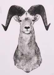 Jane McNally Wright, Ovis Canadensis, offset print on paper