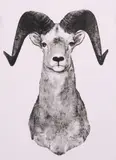 Jane McNally Wright, Ovis Canadensis, offset print on paper