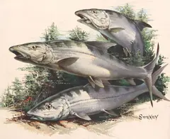 Fred Sweney, Three Bonefish, oil on board