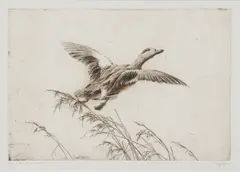 Sandy Scott, Solo Flight (Wigeon), etching on paper