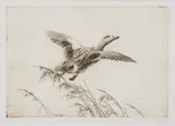 Sandy Scott, Solo Flight (Wigeon), etching on paper