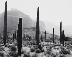 John Ward, Sonoran Desert Landscape with Organ Pipe Cactus, photographic print