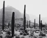 John Ward, Sonoran Desert Landscape with Organ Pipe Cactus, photographic print