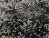 Brett Bigbee, Ground Cover, 1997, Lithograph