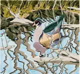 Neil Welliver, Wood Duck, 1984, Hand-colored etching