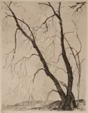 Gertrude Fiske, Bare Trees, Etching