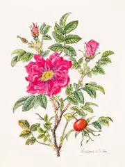 Rosa Rugosa by Geraldine King Tam, Watercolor and ink on paper, sold Apr 2026