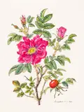 Geraldine King Tam, Rosa Rugosa, Watercolor and ink on paper