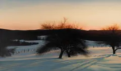 Thomas Crotty, Orchard at Dusk, c. 1997, Oil on canvas