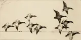 Frank Weston Benson, Canvasbacks