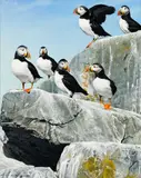 John Felsing, Puffins, 1984, Oil on canvas