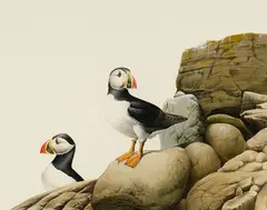 John Felsing, Puffins, 1982, Watercolor on paper