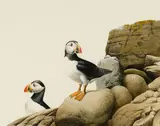 John Felsing, Puffins, 1982, Watercolor on paper