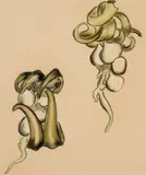 William Muir, Jewel Weed (Sculpture Study), Pastel on paper