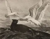 Gifford Beal, Cat and Seagulls, Lithograph