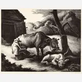 Thomas Hart Benton, White Calf, 1945, Lithograph on paper