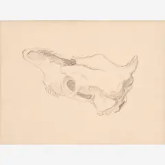 Thomas Hart Benton, Cow Skull Study for "The Sheepherder", circa 1955-60, Graphite on paper