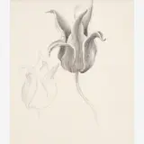 Study of Flowers, circa 1939-41 by Thomas Hart Benton, Graphite on paper, sold Dec 2023