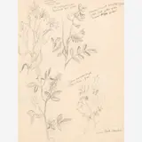 Thomas Hart Benton, Flower Studies from the Nature Sketchbook