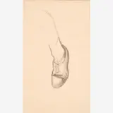 Thomas Hart Benton, Foot and Shoe Study for Jacques Cartier Mural, 1956-57