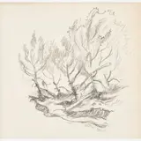 Trees Along the Missouri by Thomas Hart Benton, 1965, Graphite on paper, sold Dec 2023