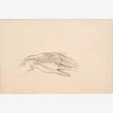 Thomas Hart Benton, Study of a Hand, circa late 1930s to early 1940s