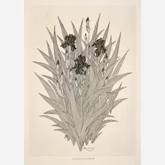 Jacques Hnizdovsky, Iris in Bloom, 1973, Etching on paper