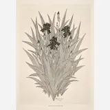 Jacques Hnizdovsky, Iris in Bloom, 1973, Etching on paper