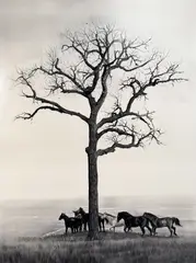 Rachel Brownlee, Standing Up to the Sky, Charcoal