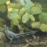 Robert Bateman, Cactus and Roadrunner