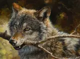 Bonnie Marris, Wolf with Branch, Oil on canvas
