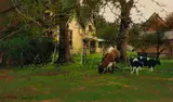 Bruce Cheever, Untitled (Cows grazing), Oil on board